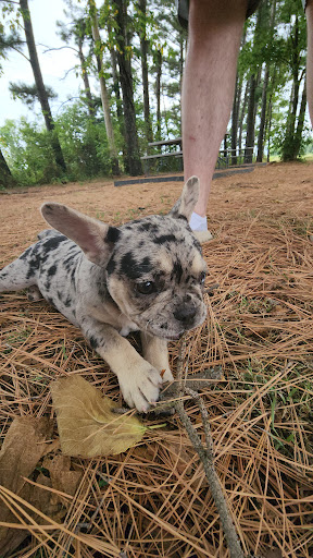 Faithful friends image