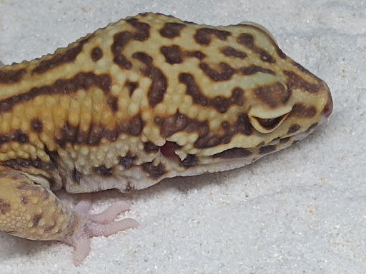 Pet Supply Store «Petco Animal Supplies», reviews and photos, 4915 E 41st St C, Tulsa, OK 74135, USA