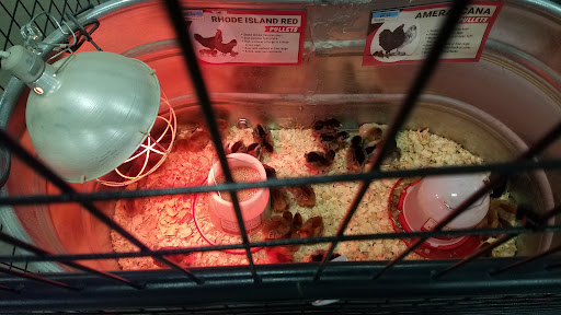 Home Improvement Store «Tractor Supply Co.», reviews and photos, 57155 Gratiot Ave, New Haven, MI 48048, USA