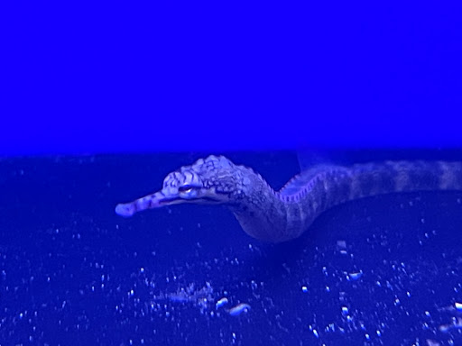 Tropical Fish Store «Tropical Pet Oasis», reviews and photos, 10218 Progress Ln, Parker, CO 80134, USA