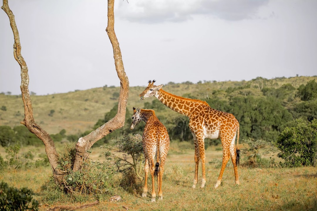 Tanzania Wildscape Tours