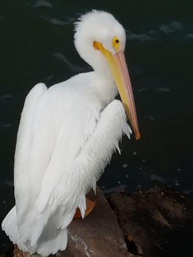 Museum «Ocean Star Offshore Drilling Rig and Museum», reviews and photos, 2002 Wharf Rd, Galveston, TX 77550, USA