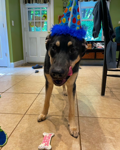 Pet Supply Store «Pet Source», reviews and photos, 620 Constitution Ave, Littleton, MA 01460, USA