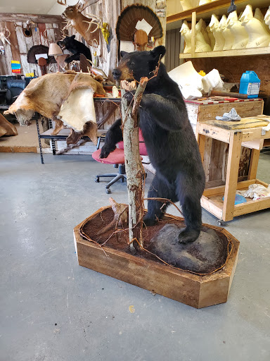 Wildlife Reflections Taxidermy