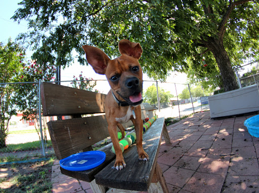 Animal Protection Organization «Humane Society of Dallas County/Dog and Kitty City», reviews and photos