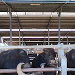 Photo n°7 de l'avis de Deborha.e fait le 27/04/2024 à 12:19 sur le  Vannulo mozzarelle à Capaccio Scalo