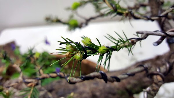 Imagen de BONSAI CENTER SOPELANA  Diseño y cuidado de bonsais (13 de 27)