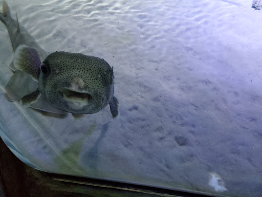 Aquarium «SEA LIFE Charlotte-Concord Aquarium», reviews and photos, 8111 Concord Mills Boulevard, Concord, NC 28027, USA