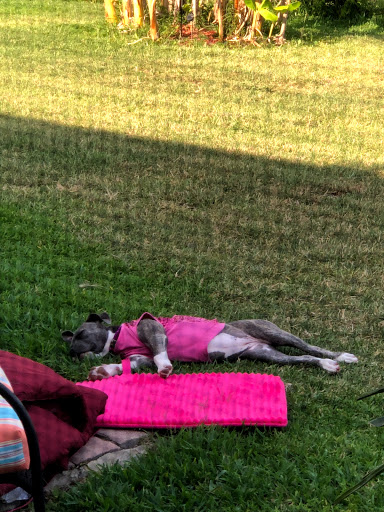 Pet Supply Store «North Tampa PET DEPOT», reviews and photos, 16033 Tampa Palms Blvd W, Tampa, FL 33647, USA