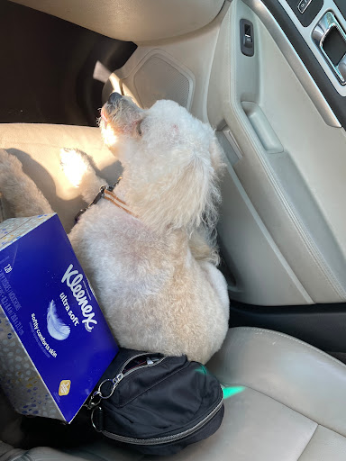 Pet Supply Store «PetSmart», reviews and photos, 1559 Merritt Blvd, Dundalk, MD 21222, USA