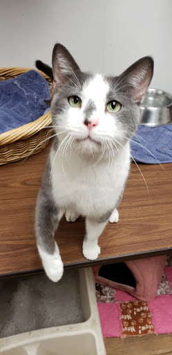 Animal Shelter «South Suburban Humane Society», reviews and photos