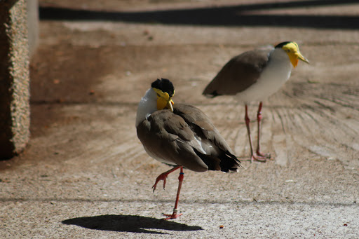 Zoo «Phoenix Zoo», reviews and photos, 455 N Galvin Pkwy, Phoenix, AZ 85008, USA