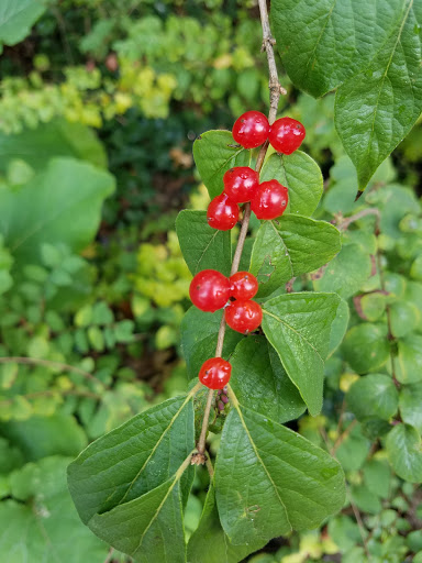 Park «Burnet Woods», reviews and photos, 3251 Brookline Ave, Cincinnati, OH 45220, USA