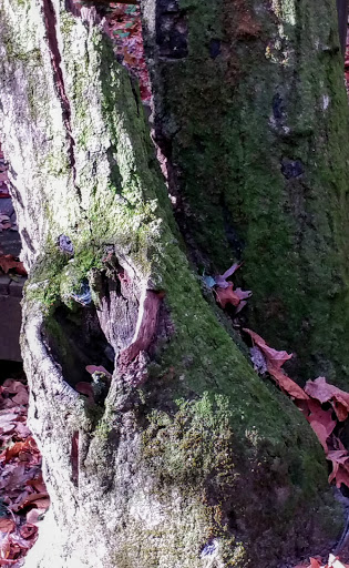 Wildlife Park «Charlie Elliott Wildlife Center», reviews and photos, 543 Elliott Trail, Mansfield, GA 30055, USA