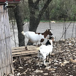 Photo n°1 de l'avis de Vincenzo.u fait le 22/10/2023 à 12:13 sur le  Agriturismo a Rametta à Castelbuono