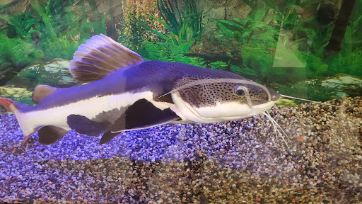 Pet Store «Just Pets», reviews and photos, 393 NY-5, Irving, NY 14081, USA