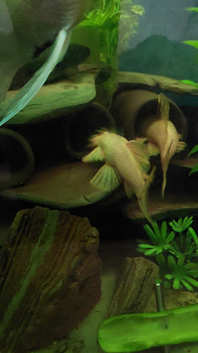 Pet Supply Store «Pet Supplies Plus», reviews and photos, 911 N Cable Rd a, Lima, OH 45805, USA