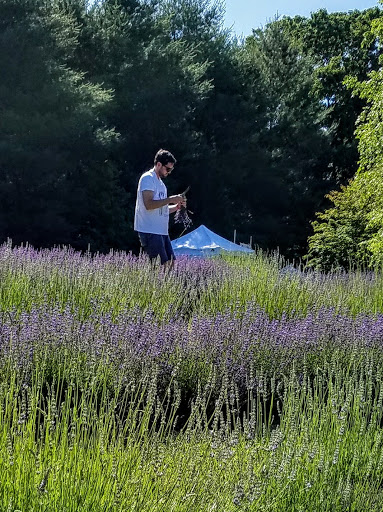 Farm «Blooming Hill Lavender Farm», reviews and photos, 19929 Telegraph Springs Rd, Purcellville, VA 20132, USA