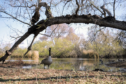 Nature Preserve «Madrona Marsh», reviews and photos, 3201 Plaza del Amo, Torrance, CA 90503, USA