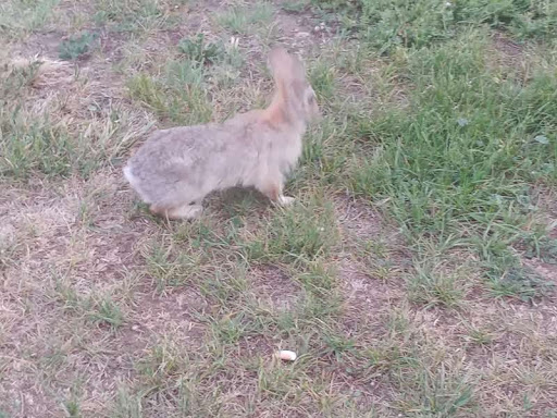 Park «Cranmer Park», reviews and photos, 4501 E 1st Ave, Denver, CO 80220, USA