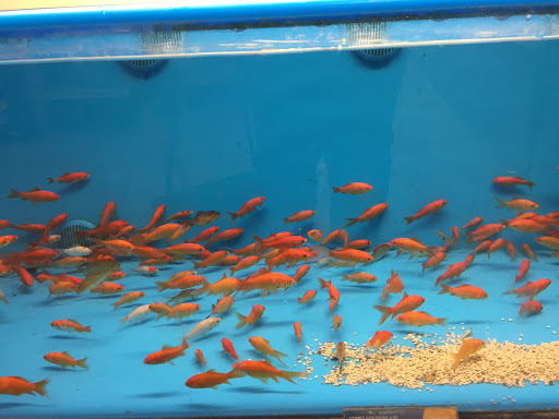 Pet Supply Store «PetSmart», reviews and photos, 4429 Pecanland Mall Dr, Monroe, LA 71203, USA