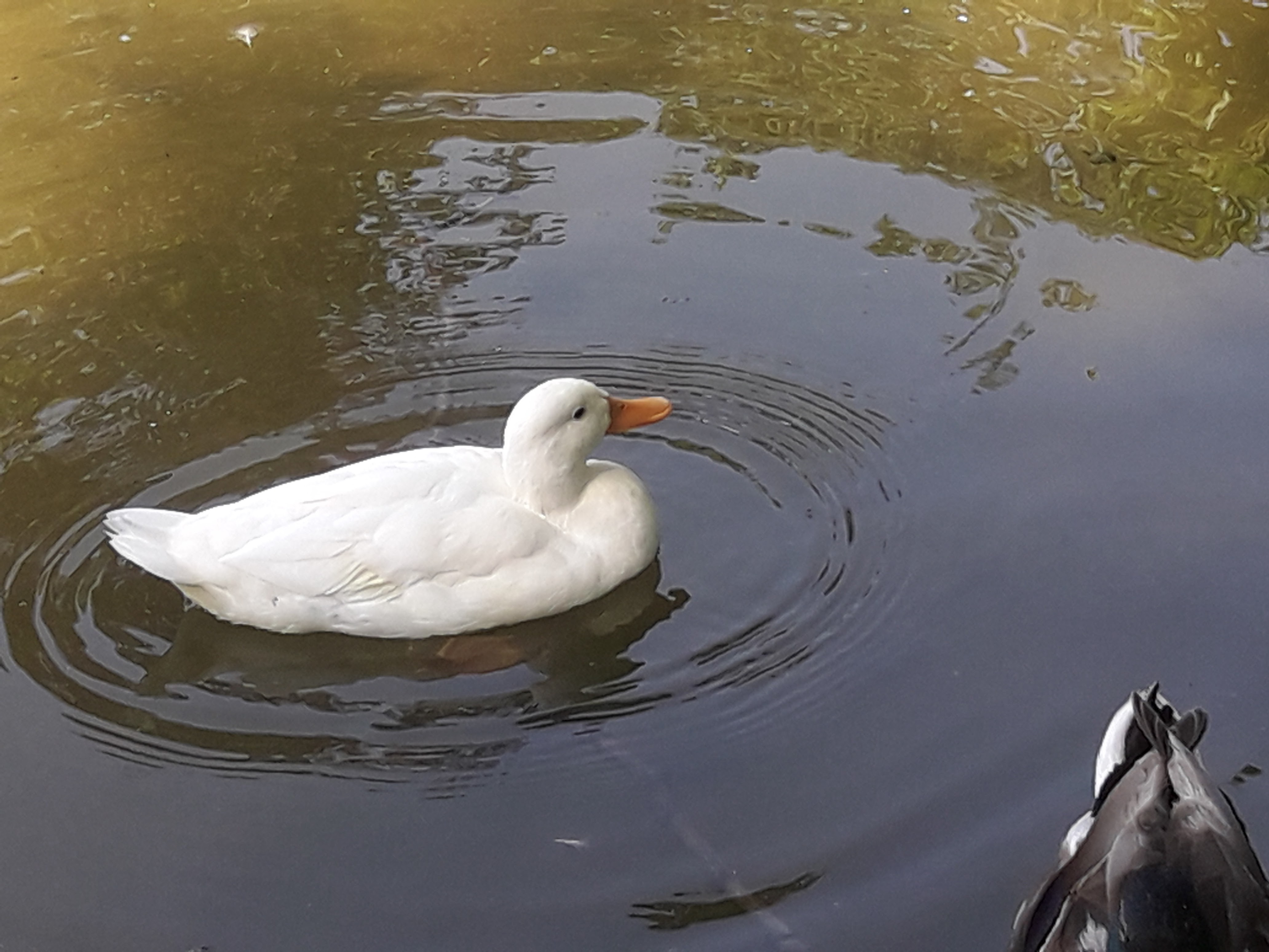 Photo n° 11 de l'avis de Lionel.a fait le 29/06/2019 à 10:44