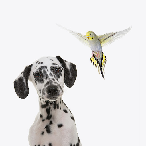 Flair & cie image