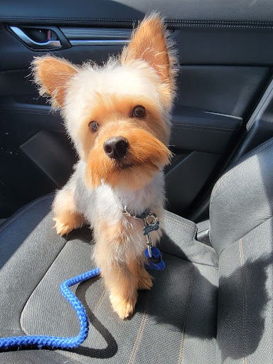 Olly’s Dog Grooming