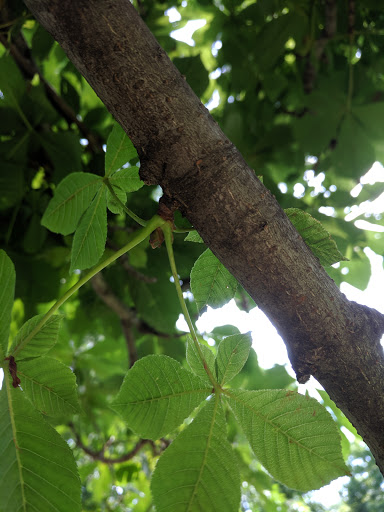 Park «Welles Park», reviews and photos, 2333 W Sunnyside Ave, Chicago, IL 60625, USA