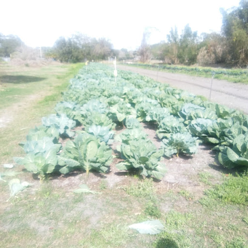 Farm «Sweetwater Organic Community Farm», reviews and photos, 6942 W Comanche Ave, Tampa, FL 33634, USA