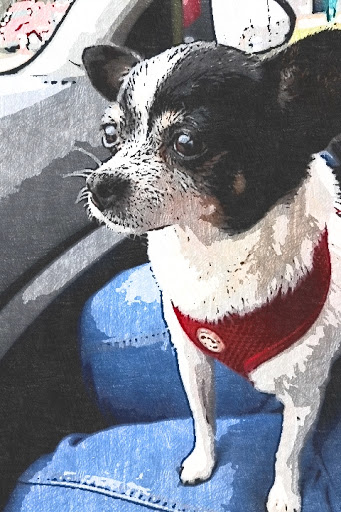 Pet Supply Store «Pet Supplies Plus», reviews and photos, 1791 W Columbia Ave, Battle Creek, MI 49015, USA