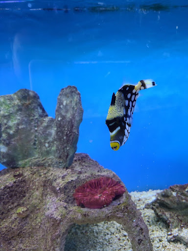 Pet Store «Coral Reef Pet Center», reviews and photos, 7723 W Lawrence Ave, Norridge, IL 60706, USA