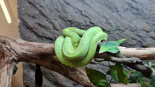 Photo n°10 de La Ferme des Reptiles à La Bastide-de-Sérou ()