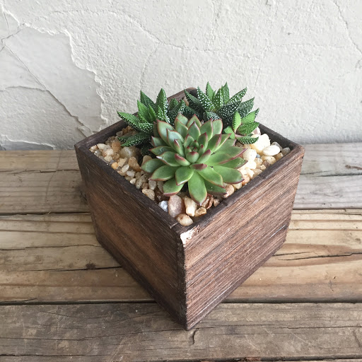 Wholesale Florist «Urban Jungle», reviews and photos, 2603 Sherman Ave NW, Washington, DC 20001, USA