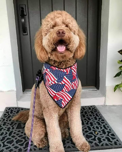 Pet Groomer «Poochies Pet Boutique & Salon», reviews and photos, 306 Monroe St, Dunedin, FL 34698, USA