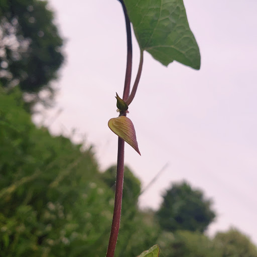 Park «Winnemac Park», reviews and photos, 5100 N Leavitt St, Chicago, IL 60625, USA