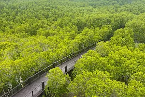 Pran Buri Forest Park image