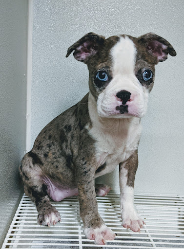 Pet Supply Store «Zoo-Rama Pets», reviews and photos, 2566 E Tremont Ave, Bronx, NY 10461, USA