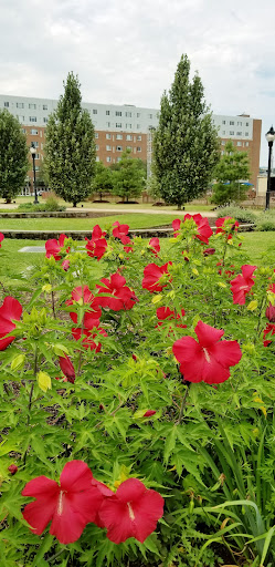 Brewery «Constitution Yards», reviews and photos, 308 Justison St, Wilmington, DE 19801, USA