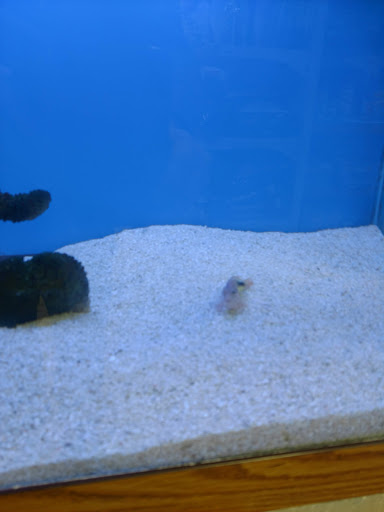 Pet Store «Odd Lot Pet Shop», reviews and photos, 7769 S Harlem Ave, Bridgeview, IL 60455, USA