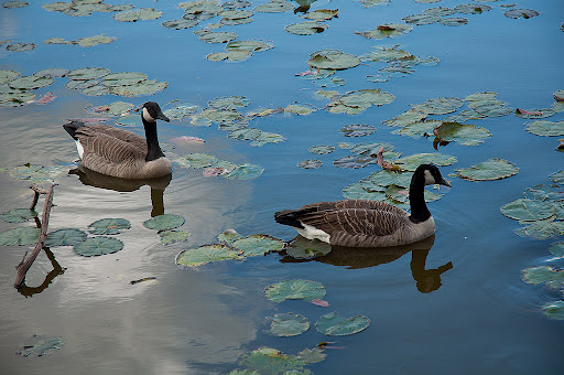 Recreation Center «Little Red Schoolhouse Nature Center», reviews and photos, 9800 Willow Springs Rd, Willow Springs, IL 60480, USA