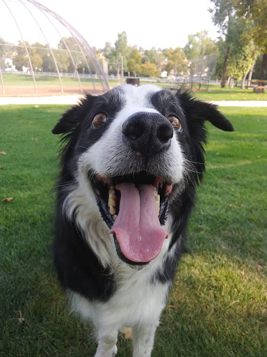 Pet Supply Store «Pet Supply Santa Clarita», reviews and photos, 26831 Bouquet Canyon Rd, Santa Clarita, CA 91350, USA