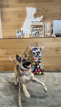 Barkin' Creek Dog Kitchen & Bath - Rainey - Photo 5 - Car repair in Austin, TX, Austin