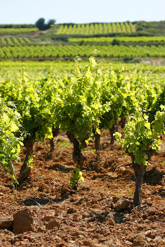 Vignobles Bonfils - Domaine de Cibadiès à Capestang