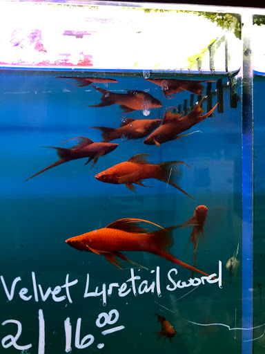 Pet Store «Pet World», reviews and photos, 7173 W Broward Blvd, Plantation, FL 33317, USA