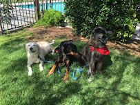 The Fun Pet Nanny in Canyon Country! - Photo 1 - Car repair in Canyon Country, CA, Santa Clarita