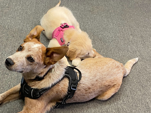 Insurance Agency «Holly Mitchell - State Farm Insurance Agent», reviews and photos