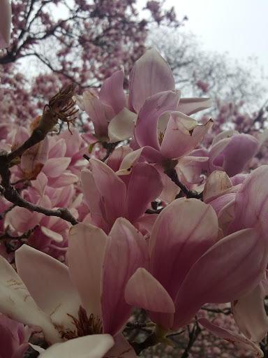 Park «Lafayette Square», reviews and photos, Pennsylvania Ave NW & 16th Street Northwest, Washington, DC 20001, USA