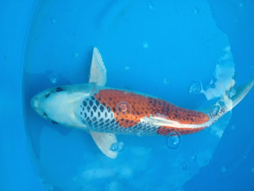 Zoowelt Bechtheim unter Bechtheim, 