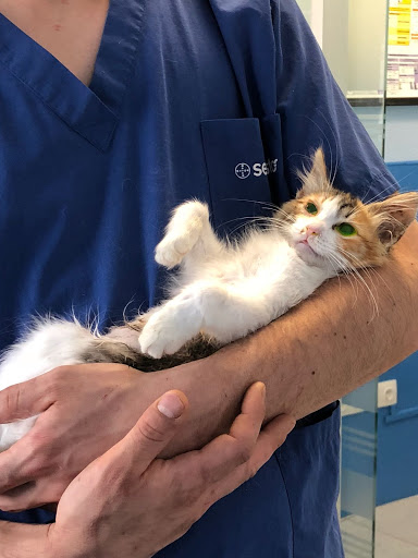 Centro Veterinario Fuente del Moral en Moralzarzal